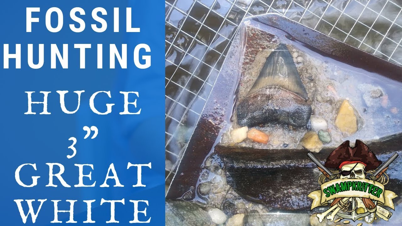 Shark Tooth Hunting In NC | Biggest Fossilized Great White EVER!!