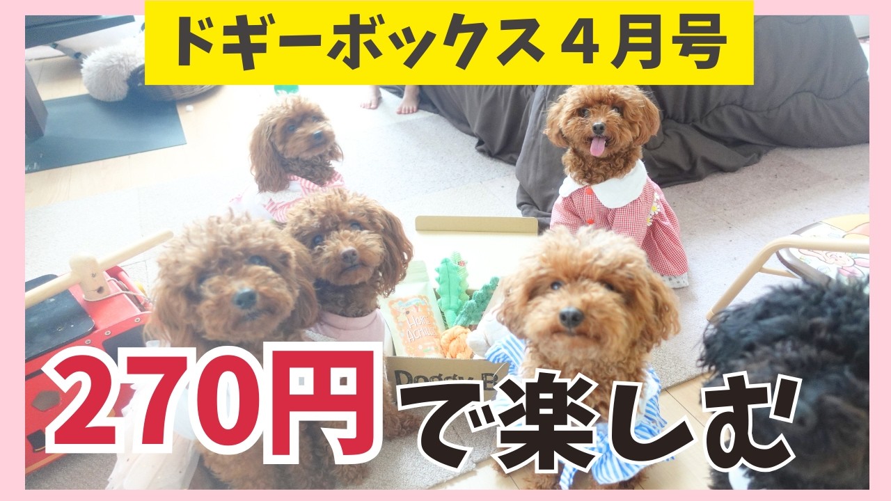 【Doggy Box開封動画】最高のペットアイテム！クーポンあり！ドギボに虜な愛犬達