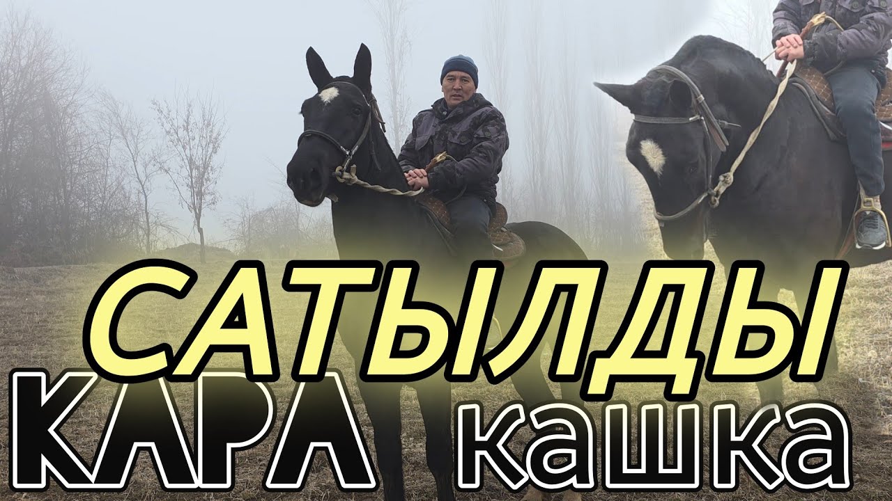 Тариел акенин КАРА КАШКАСЫ👍13 февраля 2026 г.