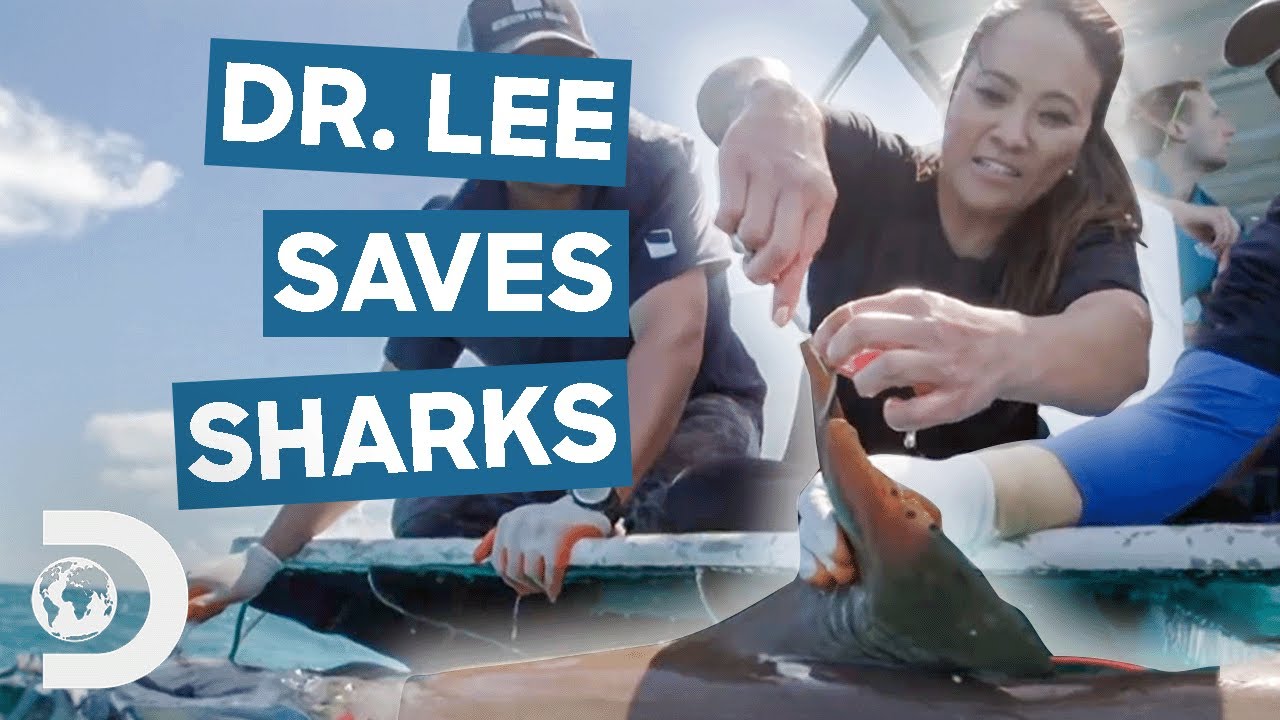 Dr. Sandra Lee Performs Skin Surgery On Sharks! | Dr. Pimple Popper Pops Shark Week