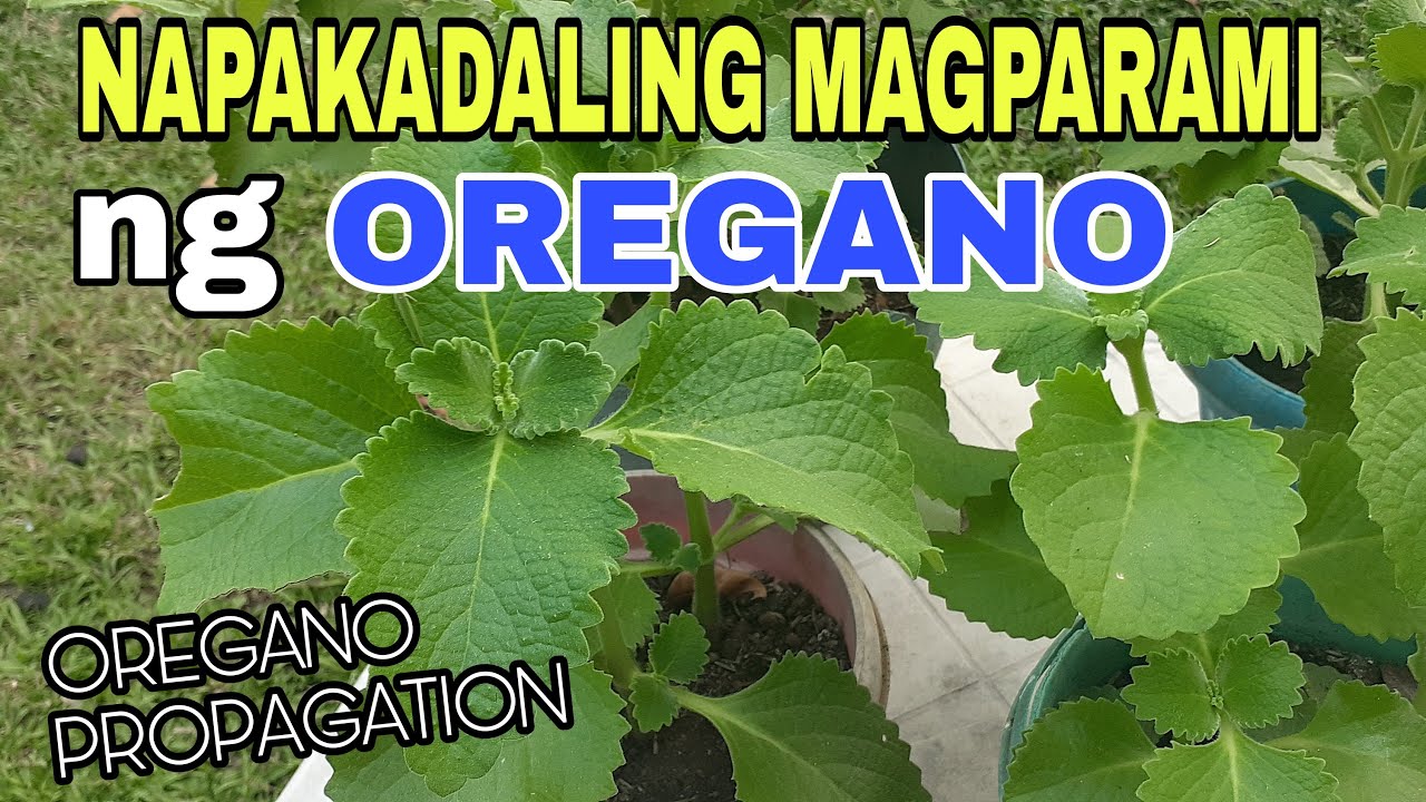 PAGPAPARAMI NG OREGANO FROM CUTTINGS / OREGANO PROGATION FROM CUTTINGS