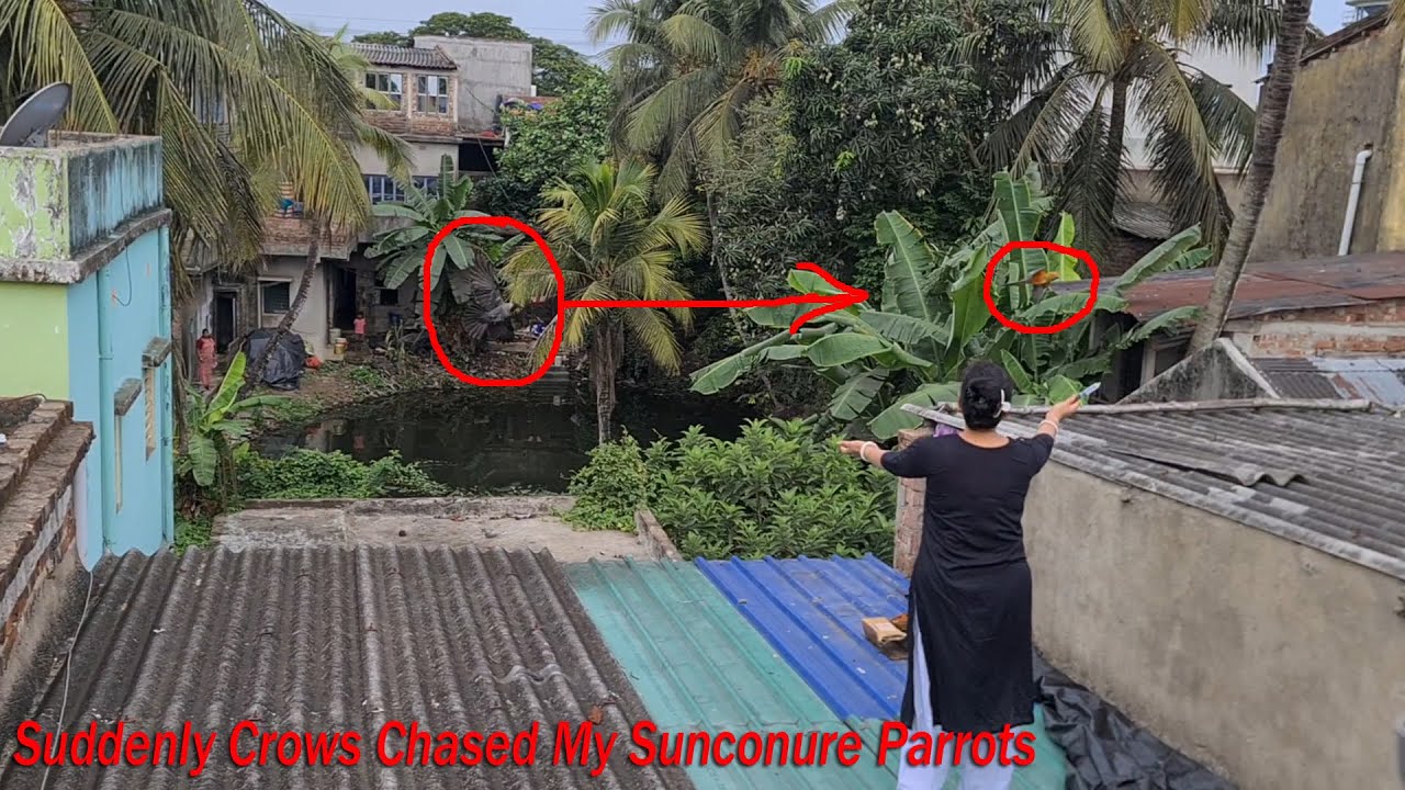 Suddenly Crows Chased My Sunconure Parrots / হঠাৎ করে কাক আমার সান কনুর পাখি দেরকে তাড়া করল।