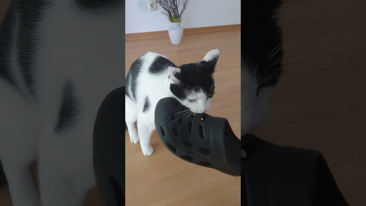 Kot jak pies, Katze wie Hunde, cat haw dog