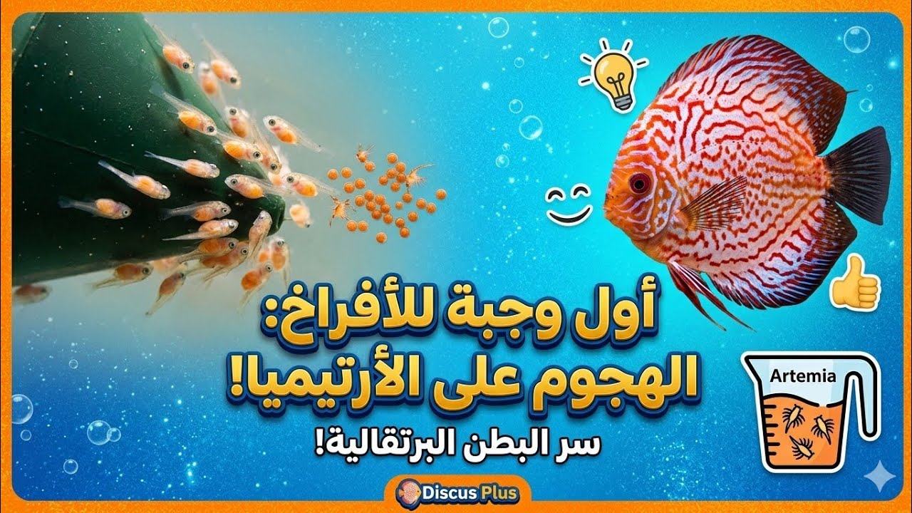 الهجوم الكبير! كيف جعلت أفراخ الديسكاس تعشق الأرتيميا؟ (سر البطن البرتقالية)