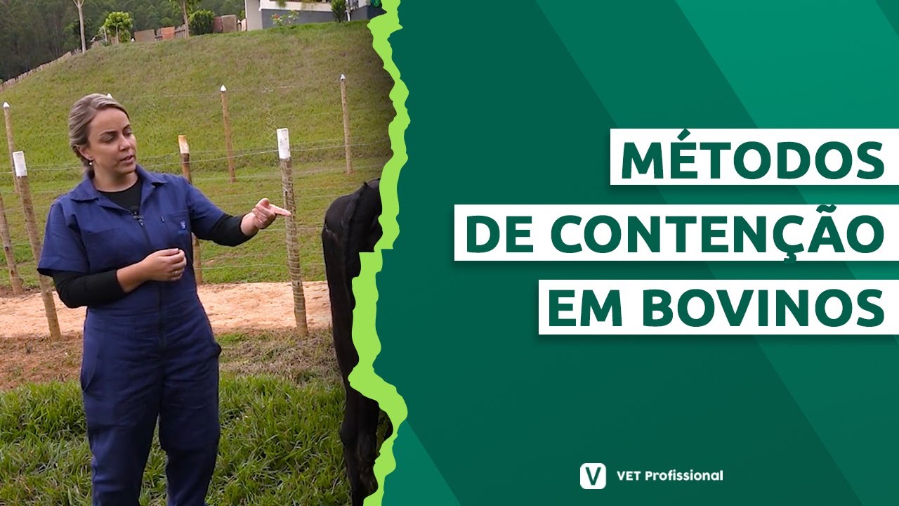 Contenção de Bovinos utilizando a peia
