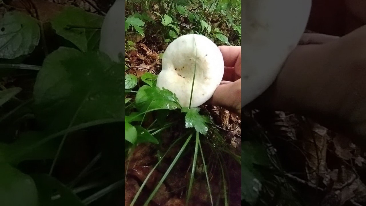 Blancaccio🍄(Lactarius piperatus)17.05.2024;after the rain#forest #grzyby #nature #shorts #new #pilze