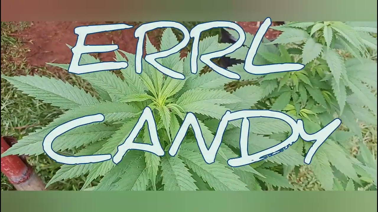 Lucid dreams in flower and amazing Errl candy:southbay genetics