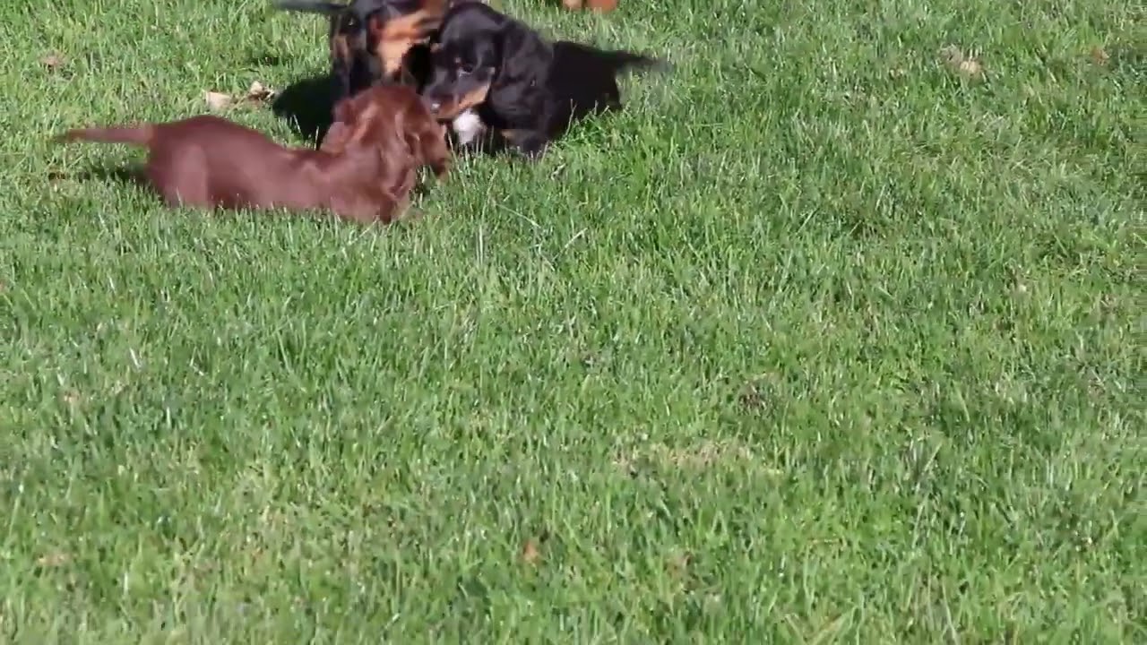 Healthy dachshund puppies available for  Christmas and New Year