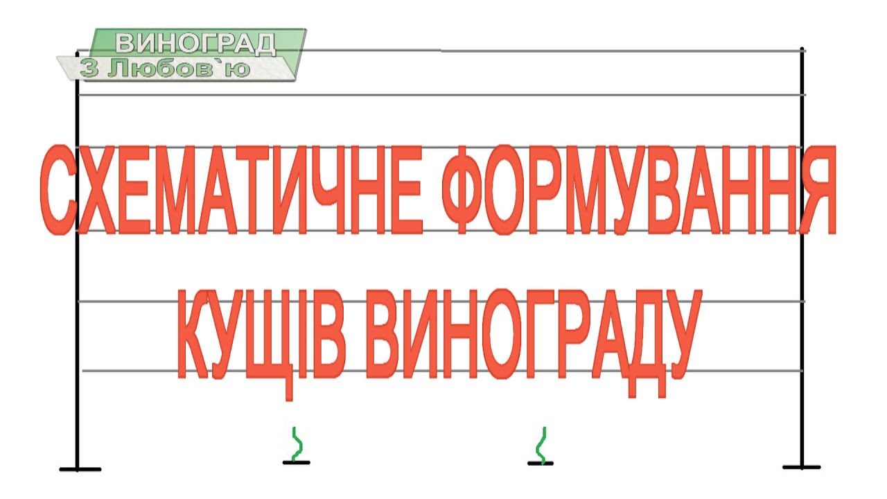 Схематичне формування кущів винограду#виноград #виноградник #формуваннявинограду #виноградзлюбовю
