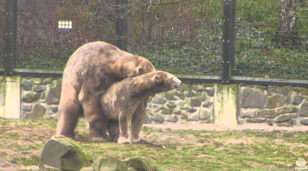Felix and Huggie latest mating. Ouwehand 26 February 2016