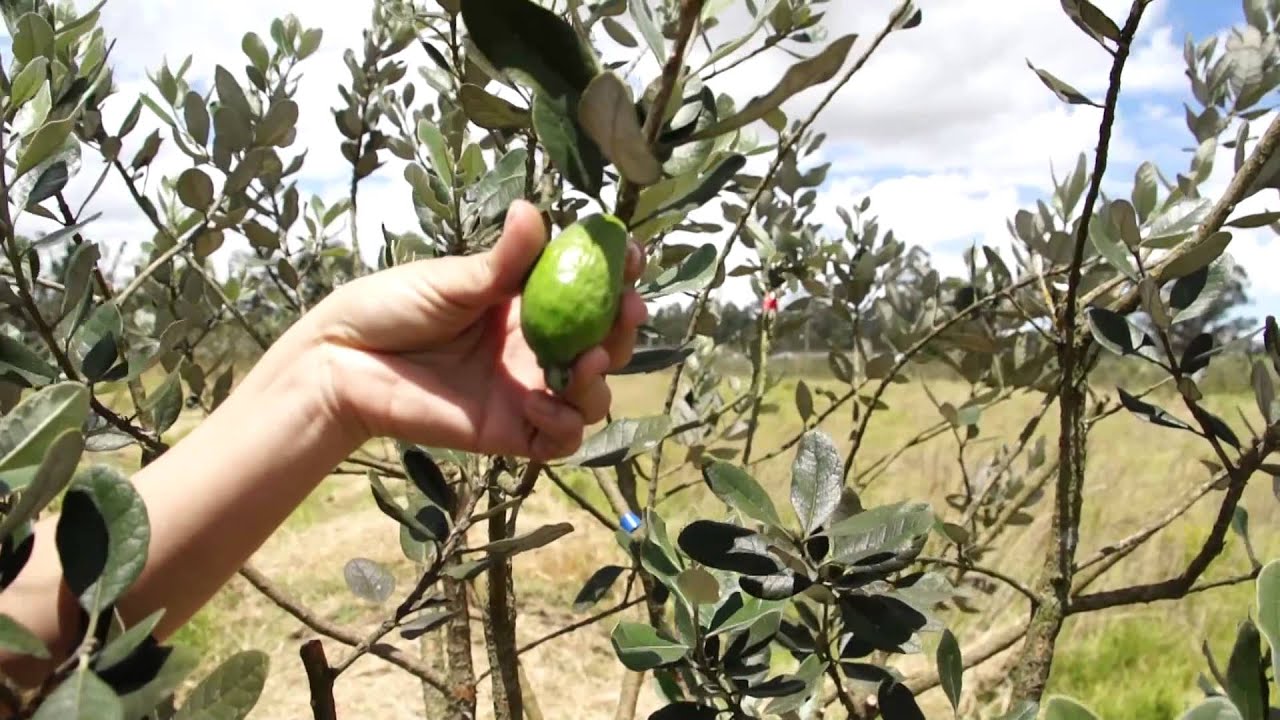 8 - Técnicas de Campo 