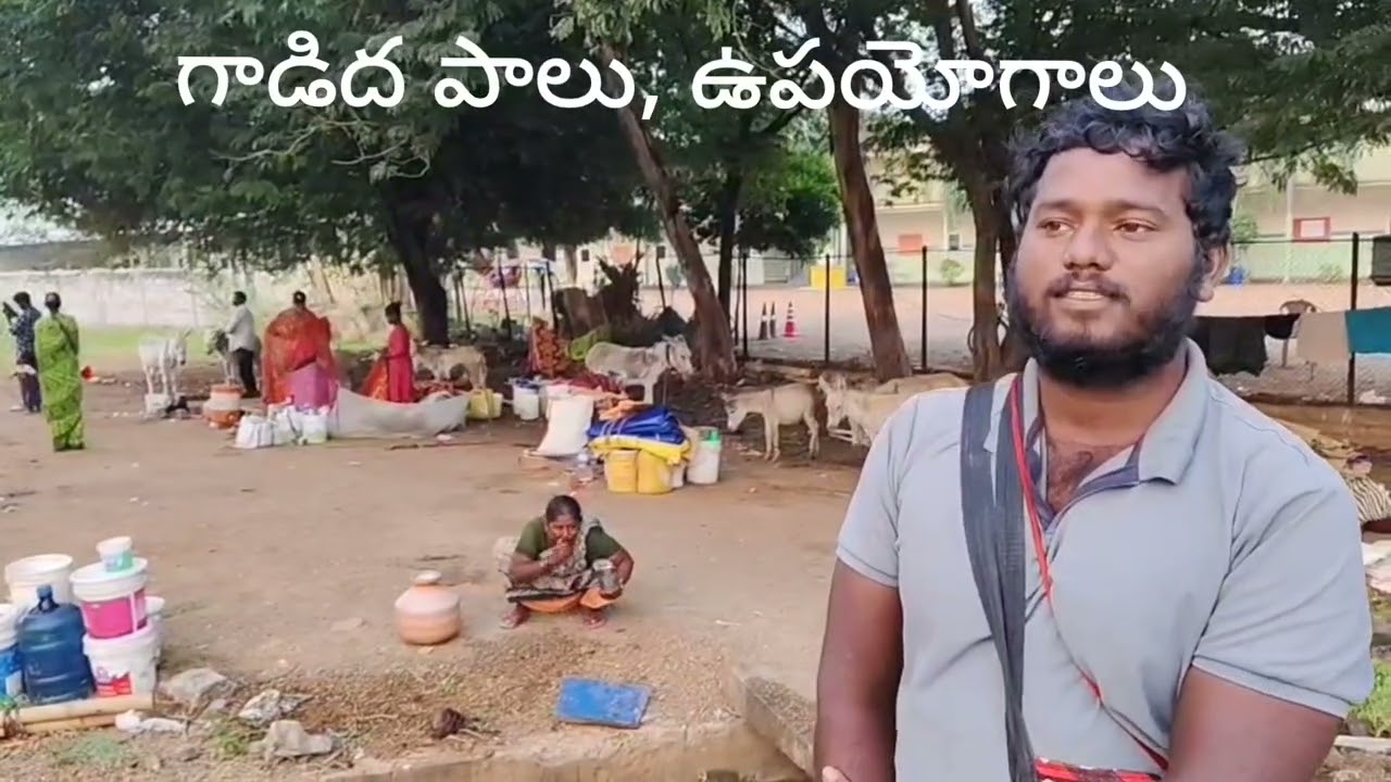 గాడిద పాలు, ఉపయోగాలు..