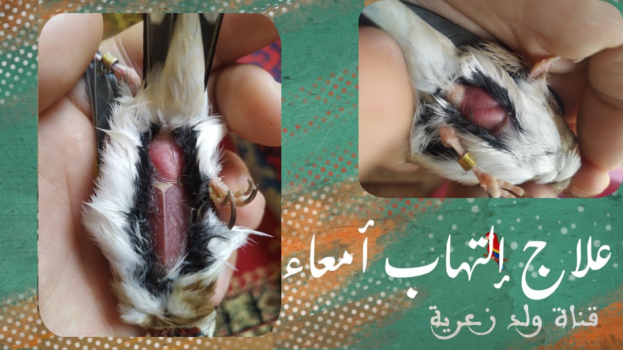 علاج إلتهاب أمعاء وانتفاخ بطن الحسون (الكوكسيديا وتسيف) الله شافي والعافي