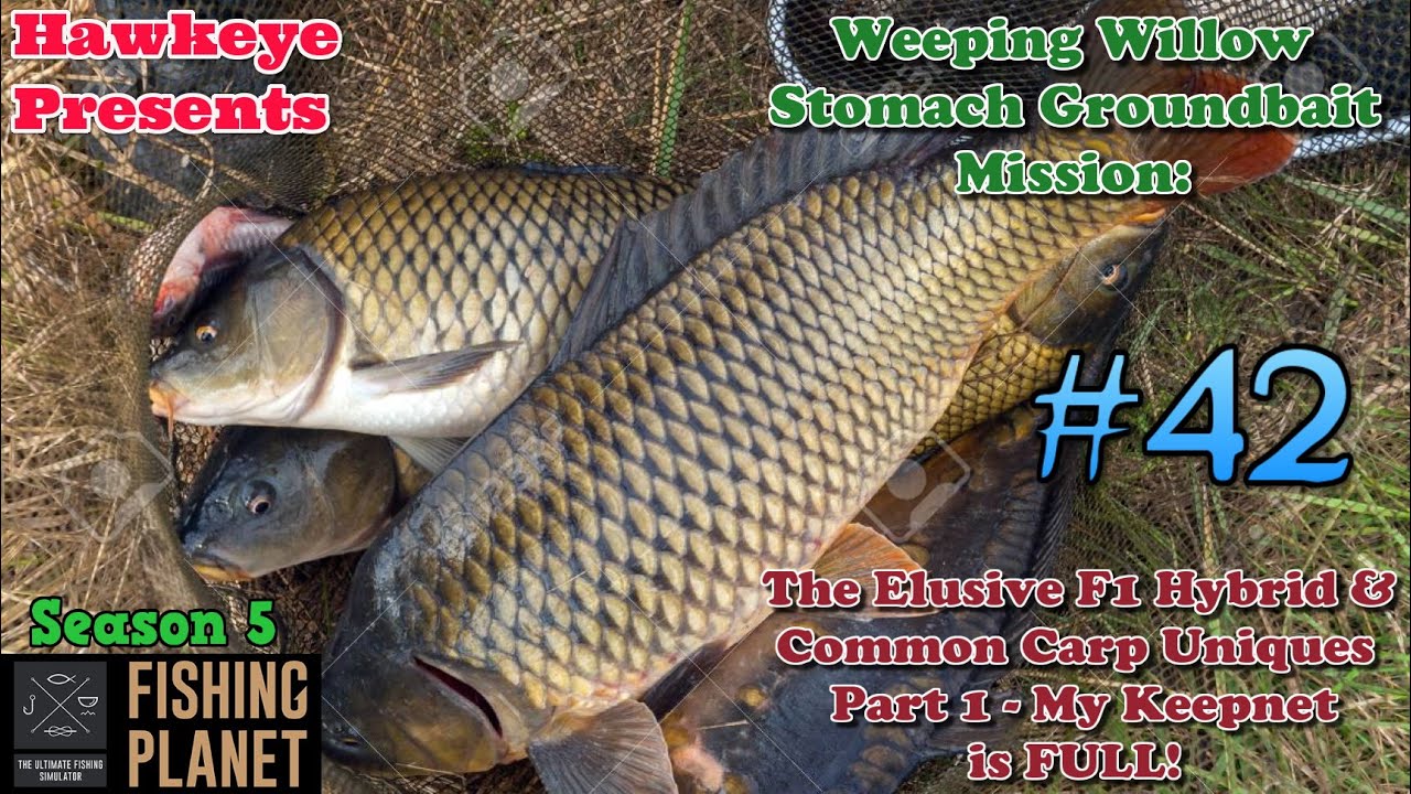 Fishing Planet #42 - S5 The Elusive Hybrid F1 and Common Carp Uniques - Part 1: My Keepnet is FULL!