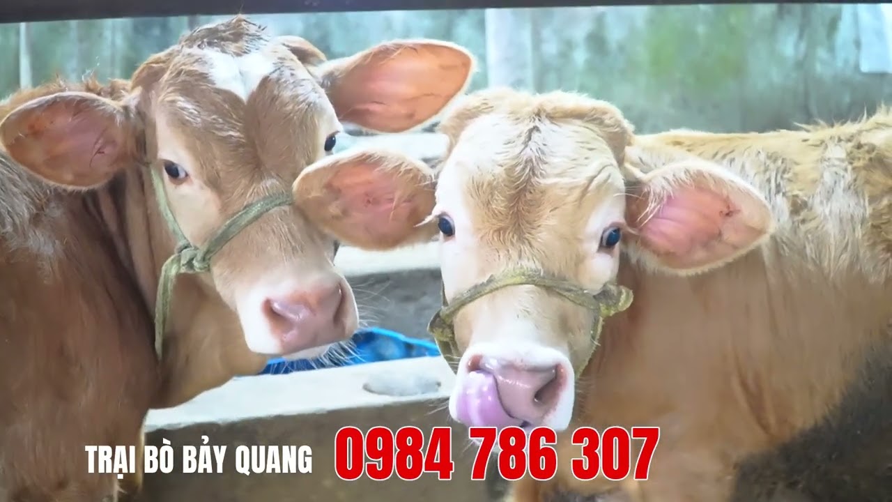 🐮 TRẠI BÒ BẢY QUANG 🐮 18-20-22-24-25 giá nào cũng có để phục vụ bà con