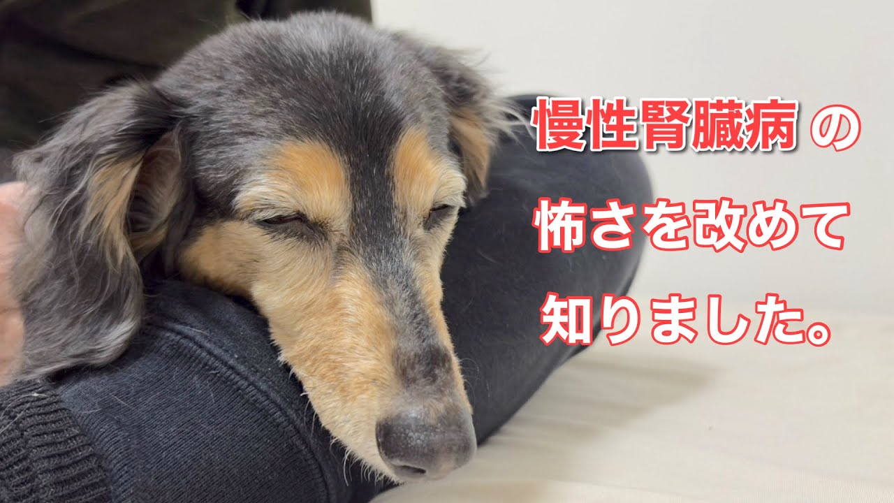 【愛犬が虹の橋へ】初めての痙攣発作と徘徊が始まりました【未公開シーン④】