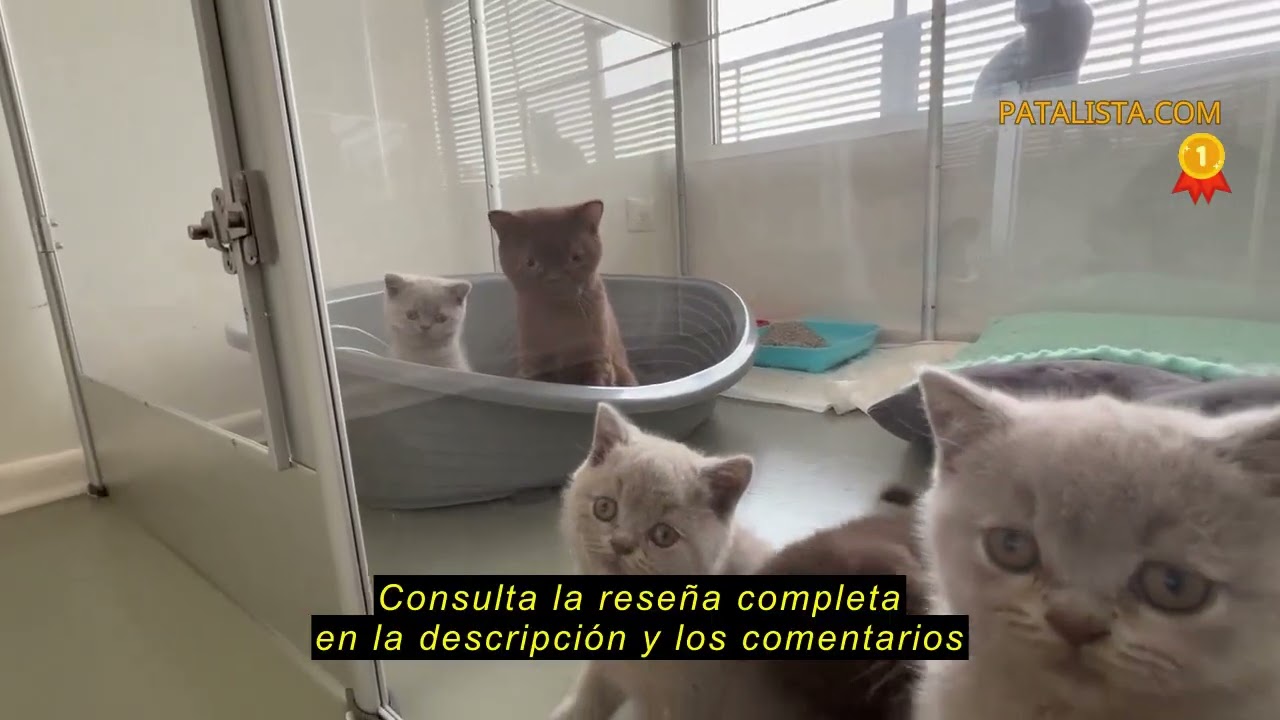 Reseña del BingoPaw Jaula para Animales Pequeños Parque Paridera Conejos Hamster con Suelo de PVC Im