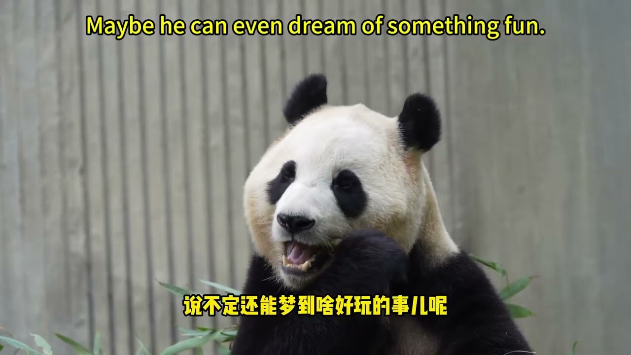 【我爱大熊猫】告诉大家大熊猫福宝为啥这么多人关注 Why do so many people pay attention to the panda Fu Ba? #熊猫 #panda #我爱大熊猫