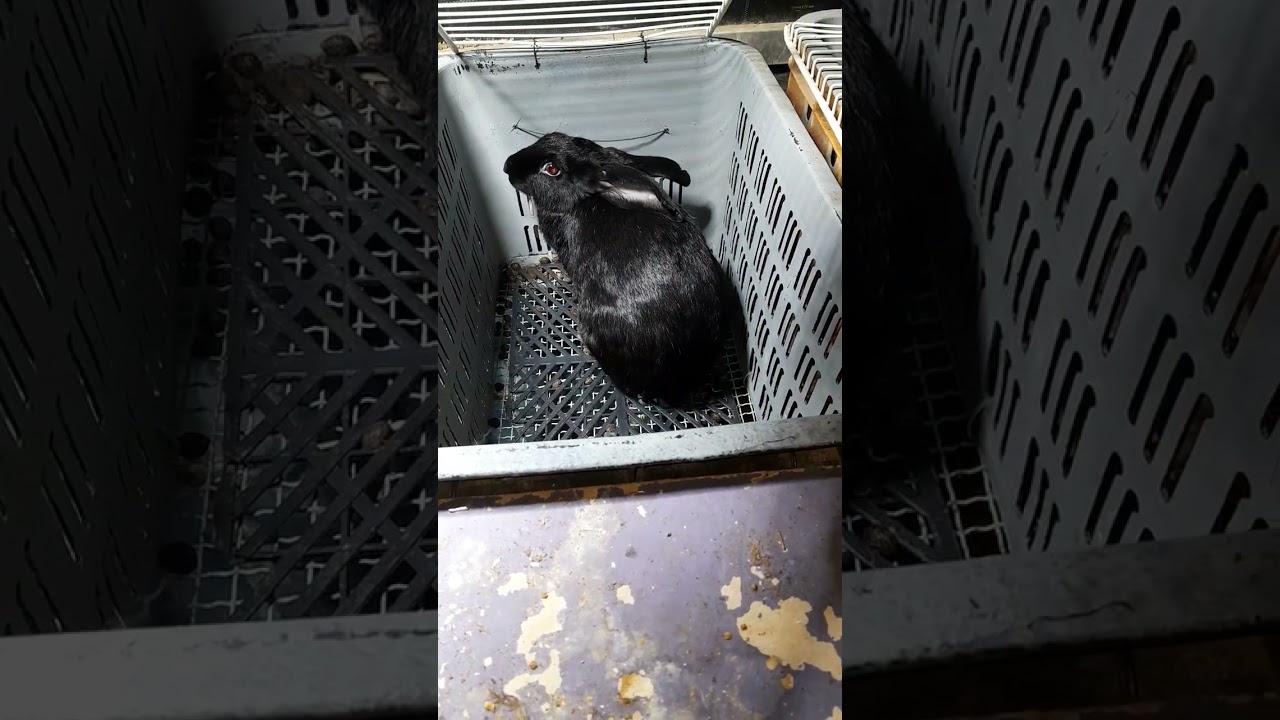 مشروع تربية الأرانب🐇 للمبتدئين بطريقة جد بسيطة ومتواضعة 