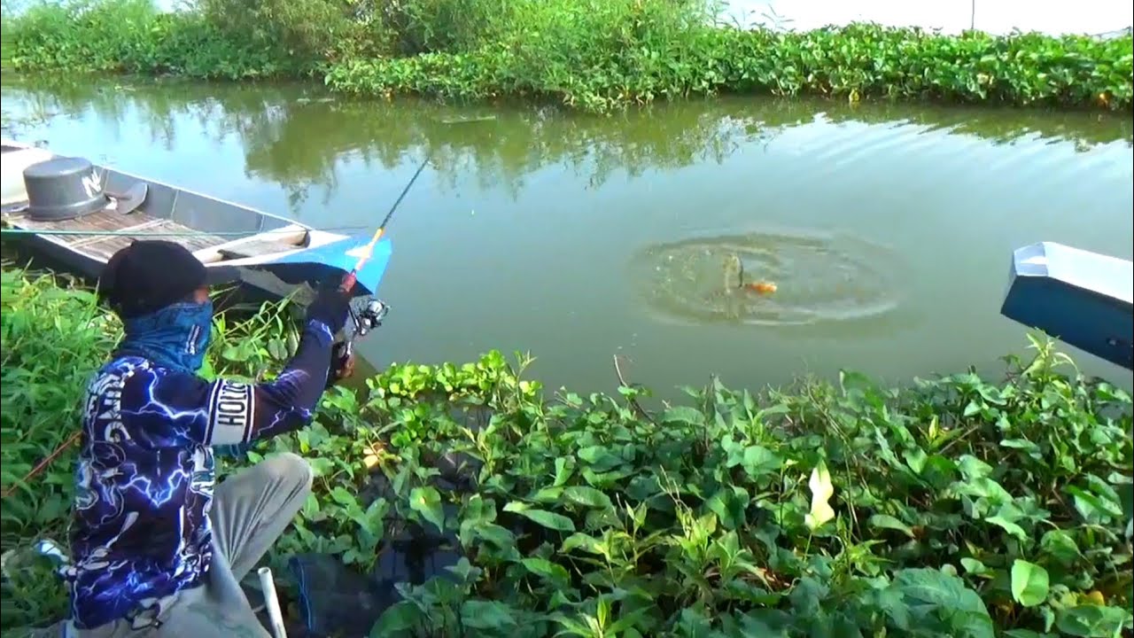 Sebelah panik! Saya mancing dapat ikan mas babon-babon berkali kali