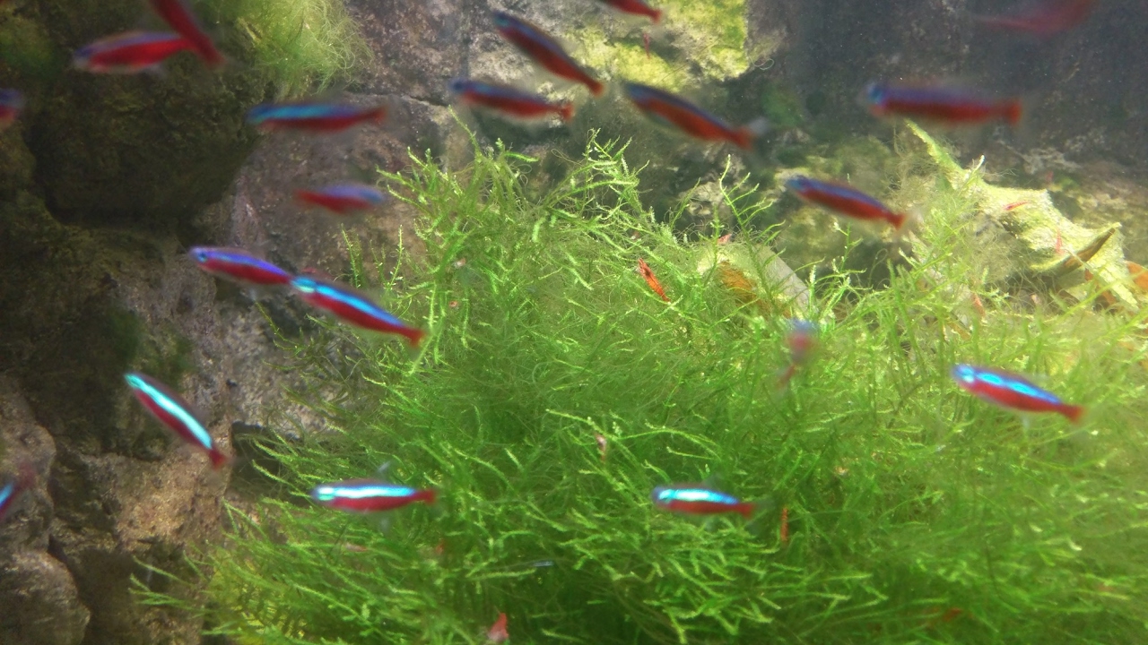 Cardinal Tetra (red neon) knows when it's feeding time