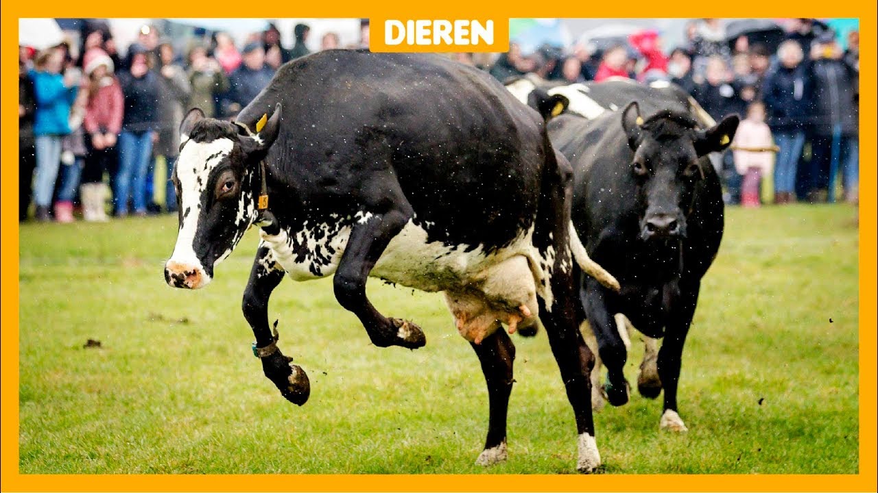 Deze blije koeien mogen weer naar buiten!