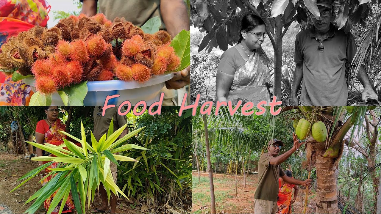 🌿🫚இத்தன மூலிகை use பண்றிங்களா? | Harvest Vlogs 