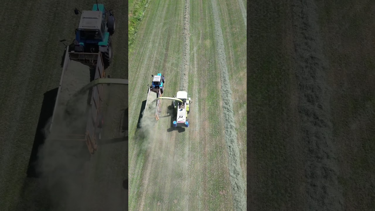 Claas Jaguar Grass Silage 🌿⚡ #agri #silage #farmtok #farming