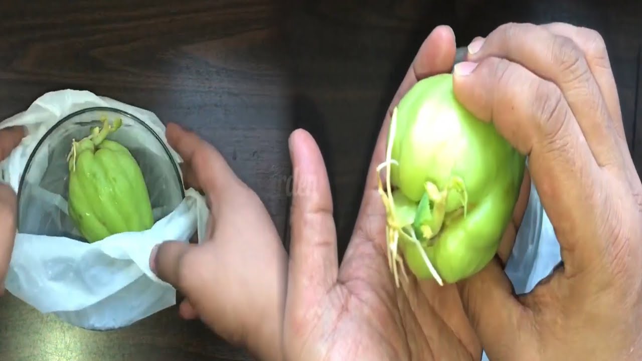 How to grow chayote from store bought chayote