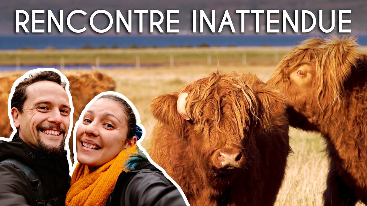 Des vaches des Highlands PARTOUT ! L'ÉCOSSE EN FOURGON AMÉNAGÉ, épisode N°24