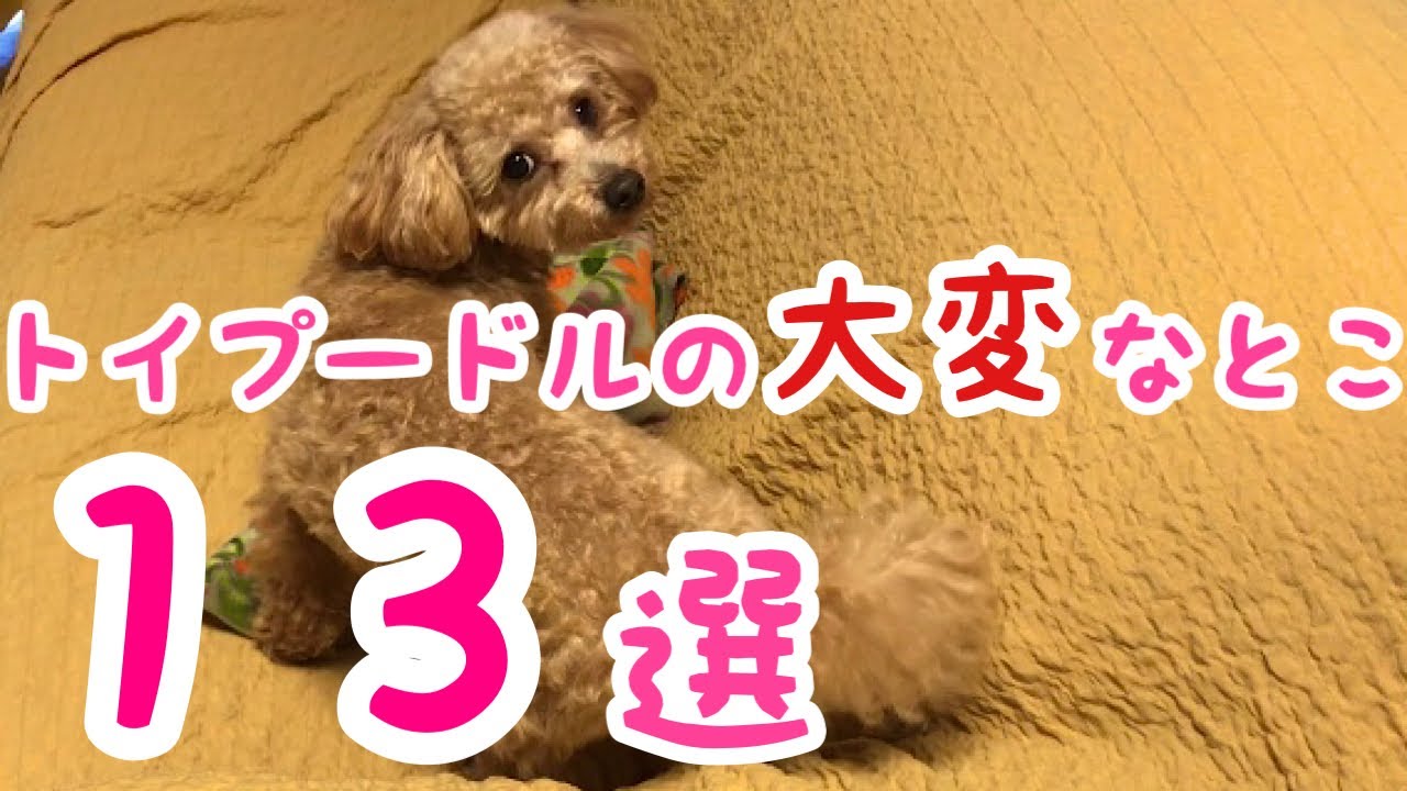 トイプードルを飼って大変だと感じたこと【２ヶ月〜１歳半】