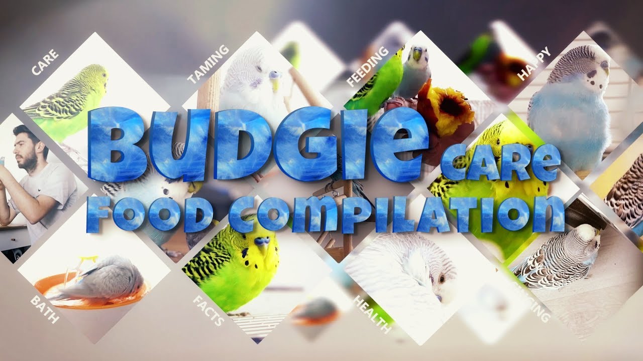 Budgie Parakeet Food and Feeding Recommendations | Compilation