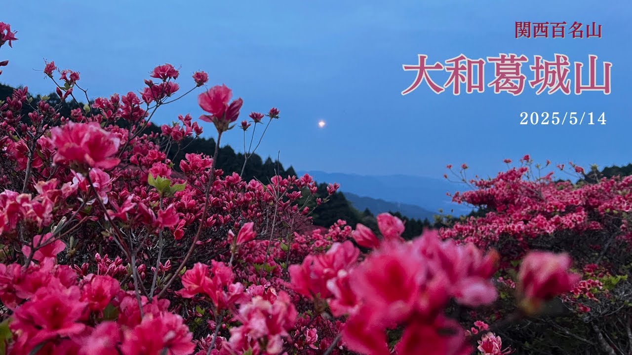【大和葛城山】一目百万本のツツジを求めて！最高の開花時期！水越峠からダイヤモンドトレイル往復コース