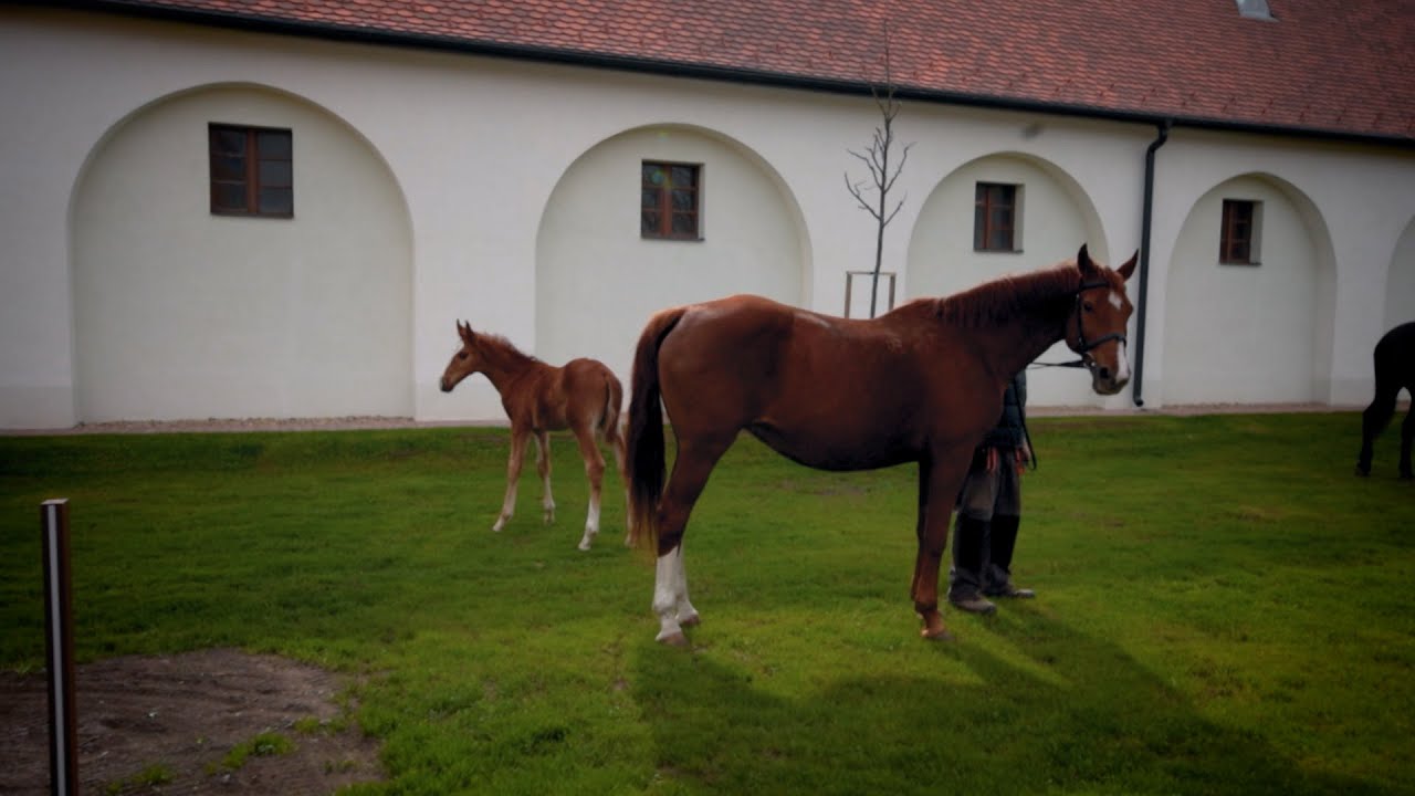 Minden napra lovaskultúra - A Ménesbirtok feladata 🐎