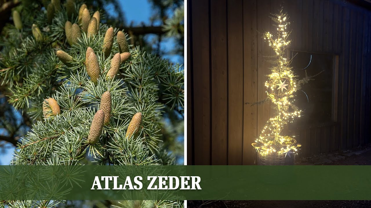 Natürliche Weihnachtsdeko: Atlas-Zeder mit Lichterkette