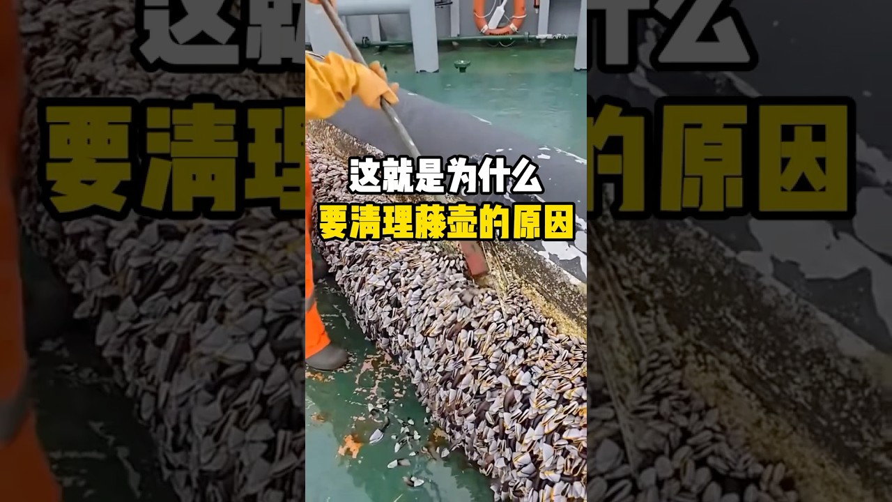 清理藤壶的过程真的太解压了 #有趣 #科普 #藤壶 #解压  #全球看点