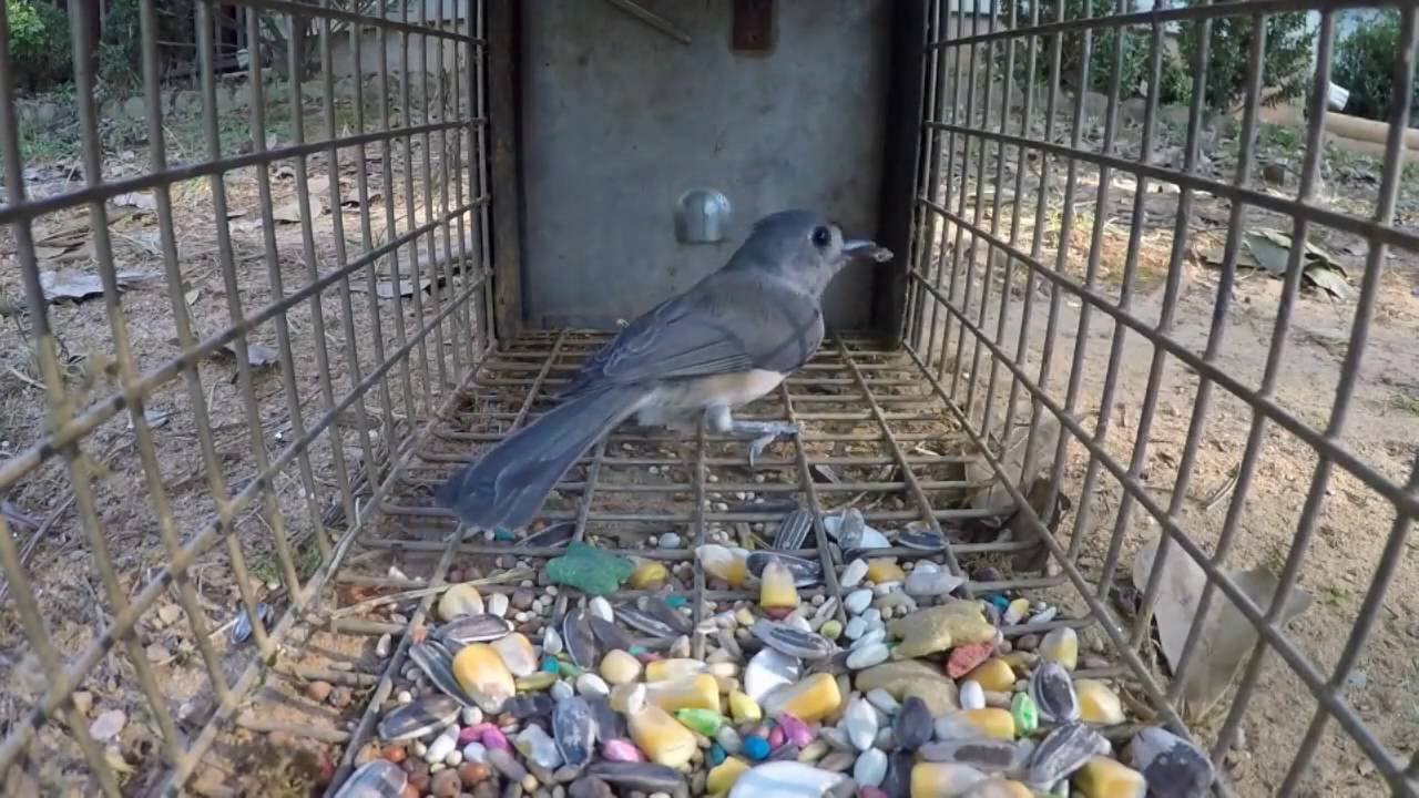 Wild Bird Trapping Part 2