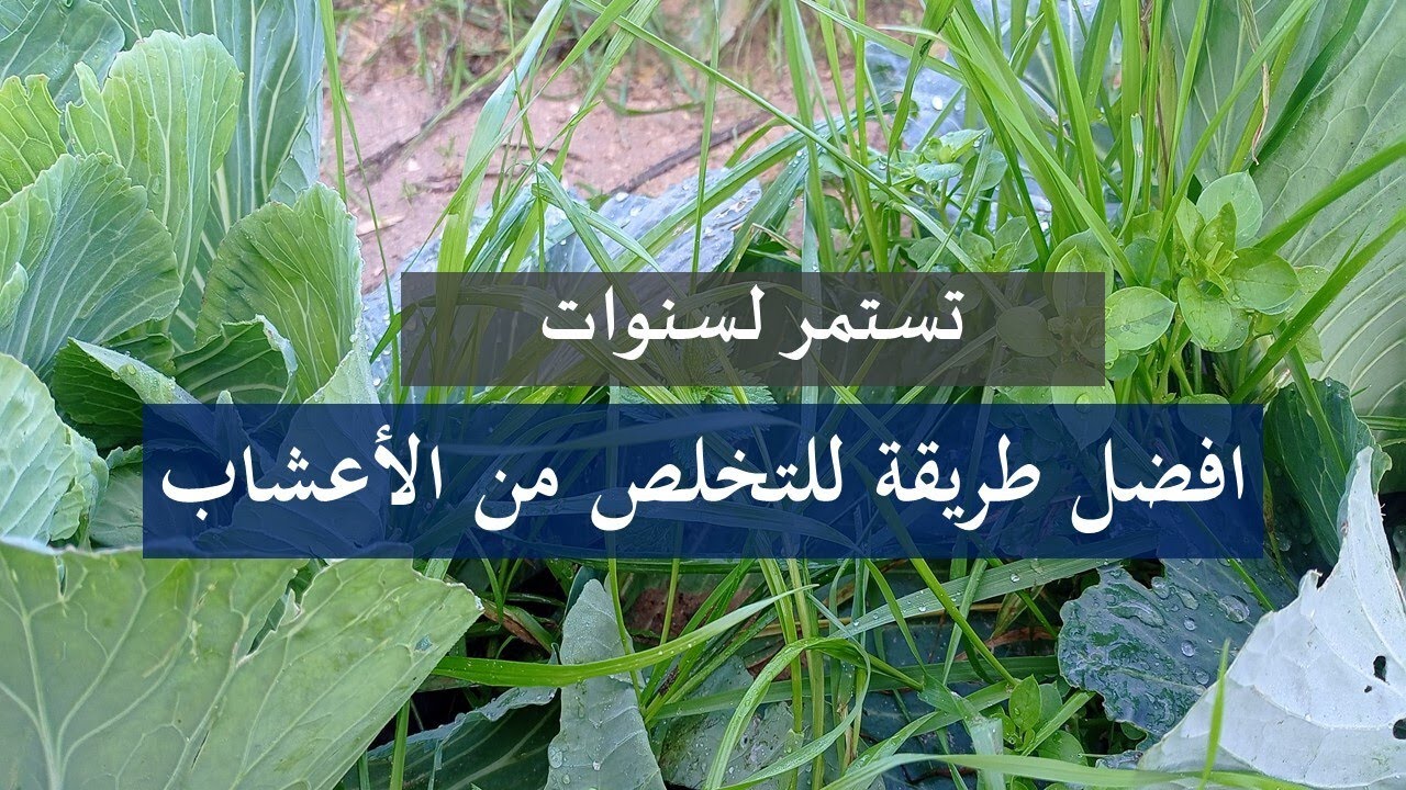 افضل و اسرع طريقة للتخلص من الأعشاب | مكافحة الأعشاب الضارة