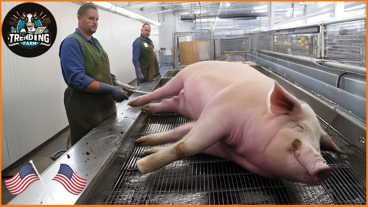 Incredible ! Inside China's Pig Farming Revolution That’s Making Ordinary Farmers Incredibly Rich