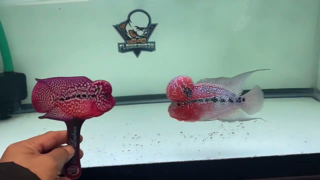 SRD Flowerhorn | J4 Flowerhorns