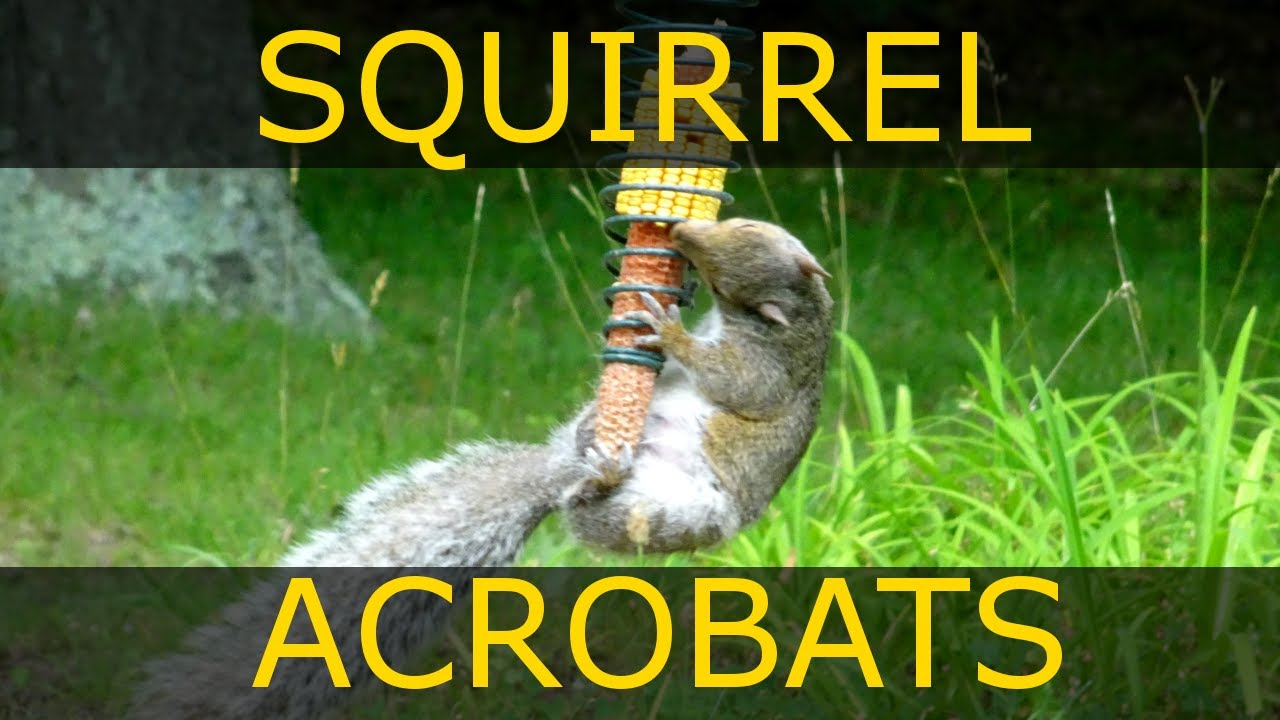The Seldom Seen Squirrel Feeder - Stokes Select Cob Feeder Review