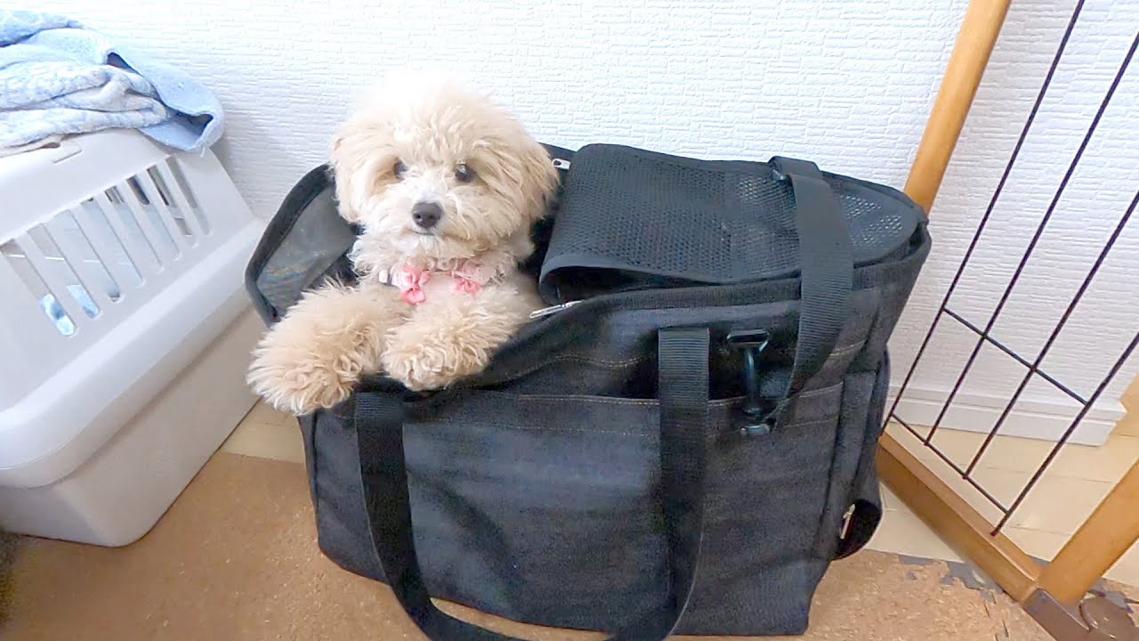 新しいお出かけ用バッグを買ったらトイプードルと子犬が気に入りすぎてすごかったw