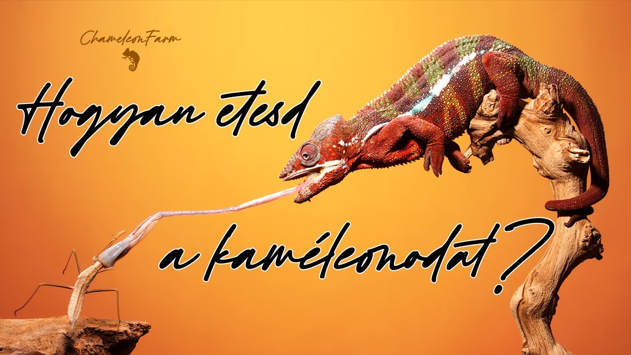 ChameleonFarm - Hogyan etesd a kaméleonodat - Profi és egyszerű megoldás kezdőknek is