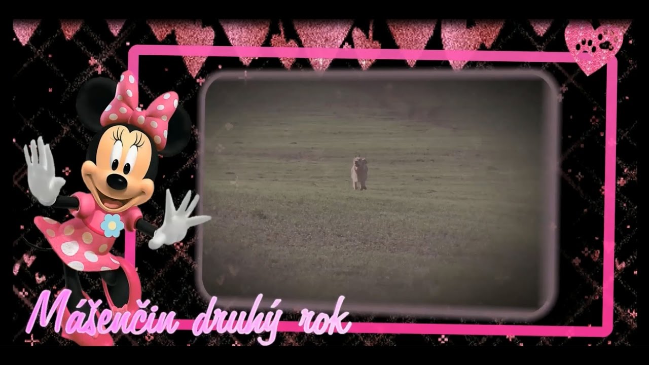 Mášenčin druhý rok / Second year of Golden Retriever- big video