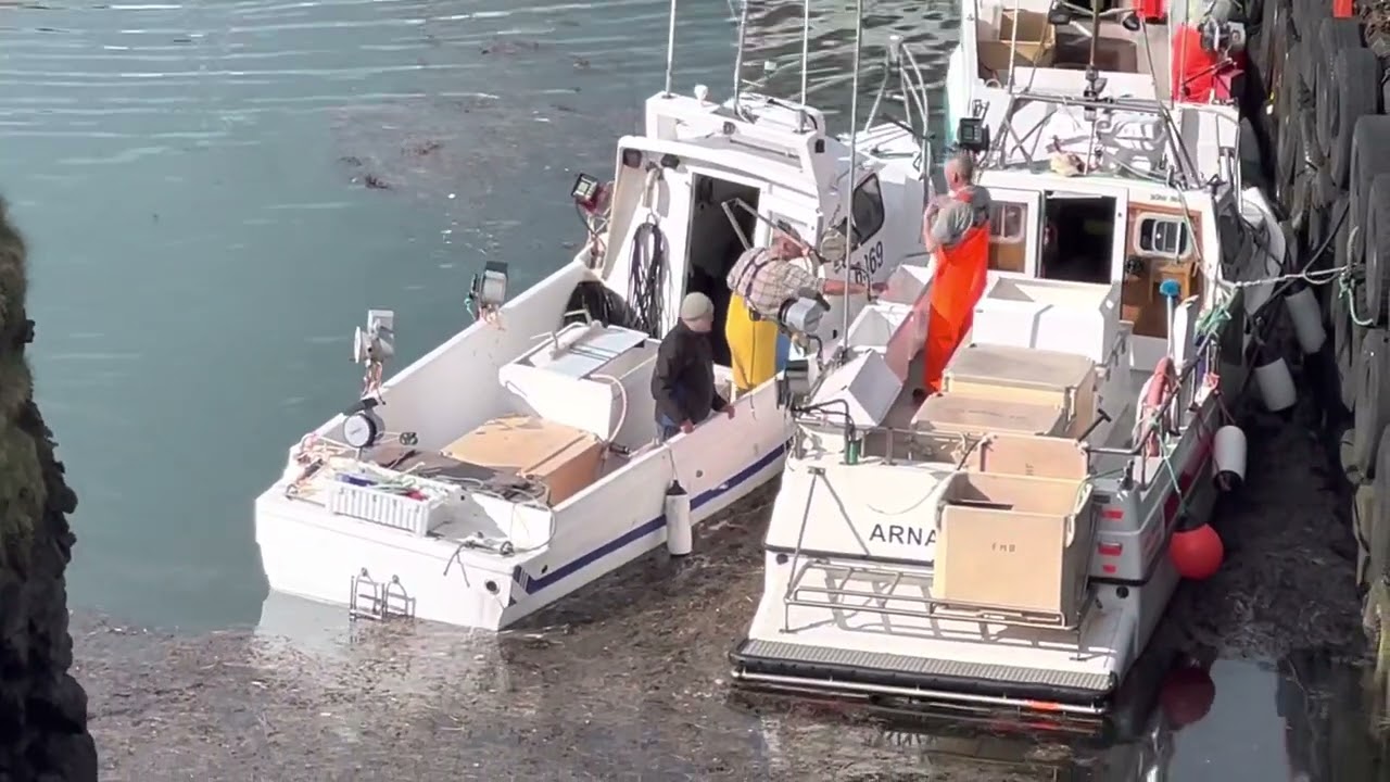 Iceland: Small Fishing Boats Offloading Their Cargo