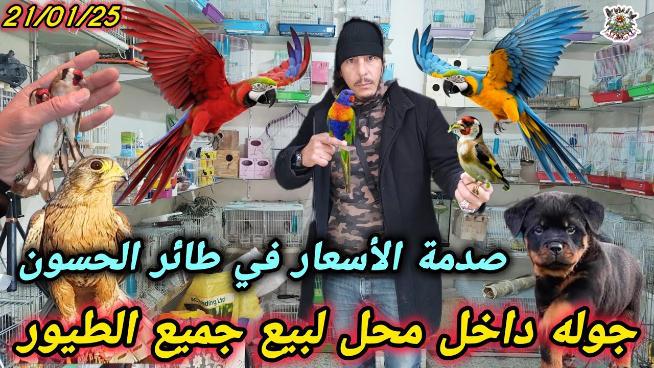 عالم الطيور الموسوعة الشاملة لبيع الطيور 2026 من المقنين الملكي إلى أندر أنواع الباجي 🔝💰