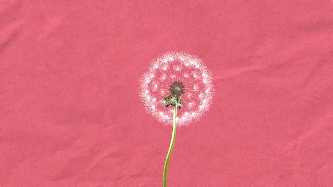 Varga Zsuzsa  - A bánat elhagy (visualizer)