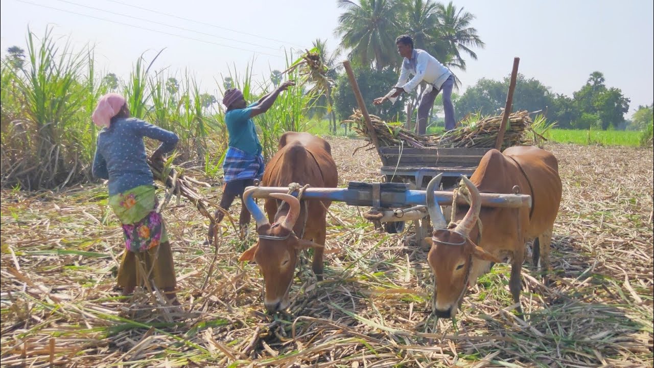 Bullock Cart Sugarcane Loading And Unloading