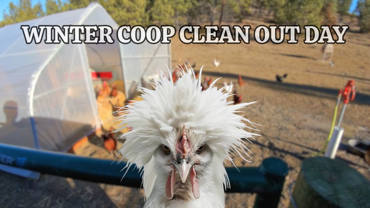 Chicken Coop Winter Maintenance | Behind the Scenes