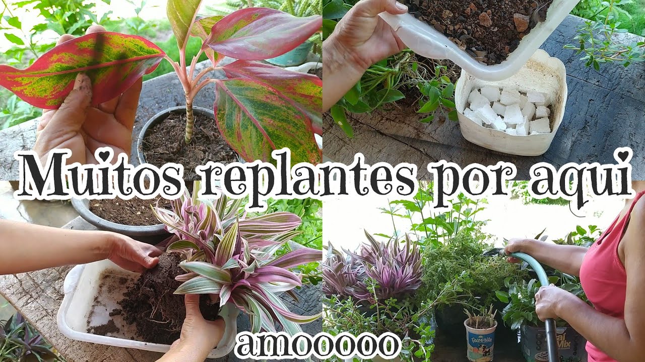 O segredo do replante perfeito (ninguém te conta isso!) +plantei aglaonema Creta 🌱🌹